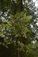 Carya ovata mexicana