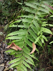 Pseudocyclosorus subochthodes