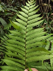 Pseudocyclosorus subochthodes