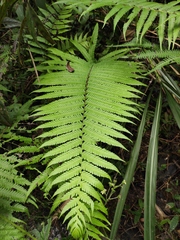 Pseudocyclosorus subochthodes