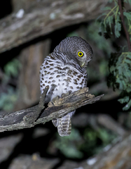 Glaucidium capense