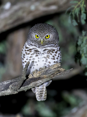 Glaucidium capense