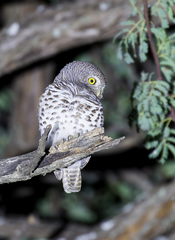 Glaucidium capense