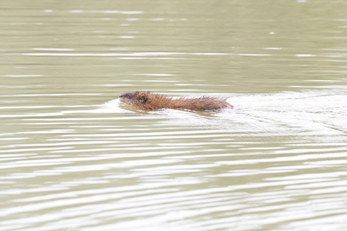 Muskrat