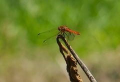 Sympetrum gilvum