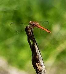 Sympetrum gilvum