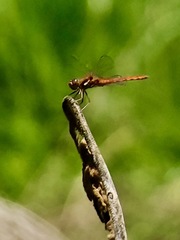 Sympetrum gilvum