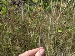 Piptatheropsis canadensis