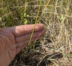 Piptatheropsis canadensis