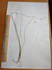 Piptatheropsis canadensis