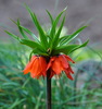 Crown Imperial - Photo (c) Lotus Johnson, some rights reserved (CC BY-NC)