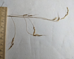 Piptatheropsis canadensis