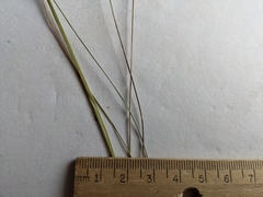 Piptatheropsis canadensis