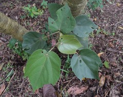 Heliocarpus americanus