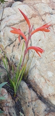 Watsonia schlechteri