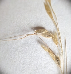 Piptatheropsis canadensis