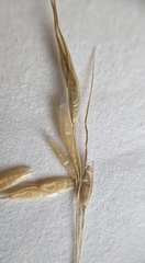 Piptatheropsis canadensis