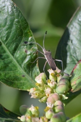 Chariesterus armatus