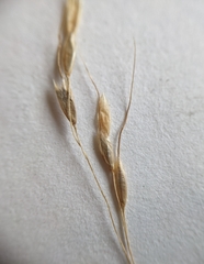 Piptatheropsis canadensis