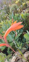 Watsonia schlechteri