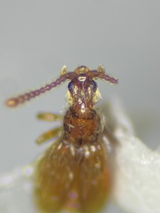Chevrolatia amoena