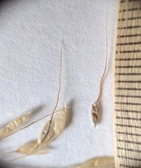 Piptatheropsis canadensis