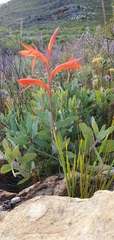 Watsonia schlechteri