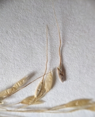 Piptatheropsis canadensis