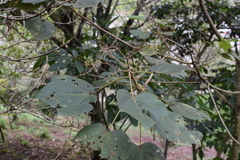 Heliocarpus americanus