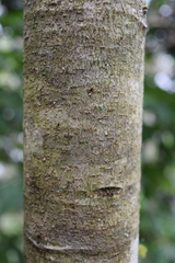 Heliocarpus americanus