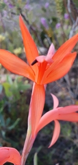 Watsonia schlechteri