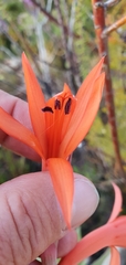 Watsonia schlechteri