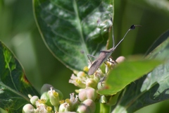 Chariesterus armatus
