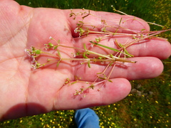 Crassula natans