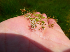 Crassula natans