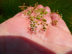 Crassula natans