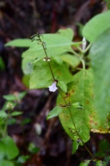 Scutellaria macra