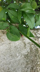 Lygaeus creticus