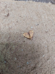 Eulithis gracilineata