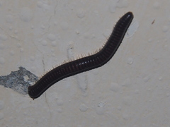 Anaulaciulus tonginus