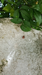 Lygaeus creticus