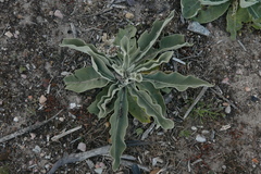 Verbascum