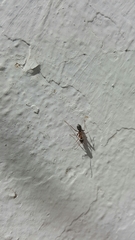Formica