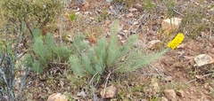 Lebeckia sepiaria