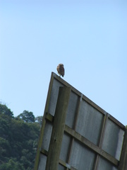 Athene cunicularia
