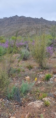 Lebeckia sepiaria