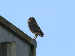 Athene cunicularia