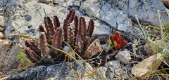 Stapelia