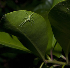 Gnathopalystes taiwanensis