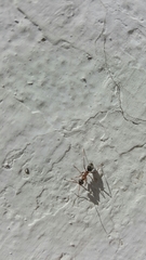 Formica